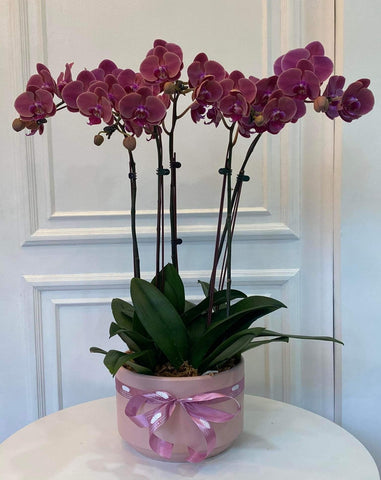 Vase Orchids