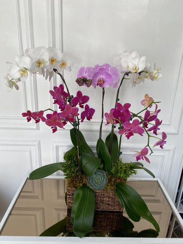 Phalaenopsis Orchids