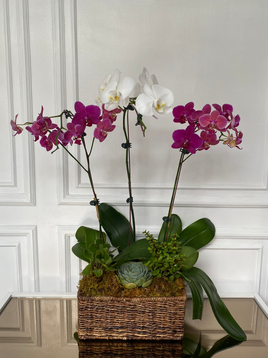 Phalaenopsis Orchids – Flower Story PH